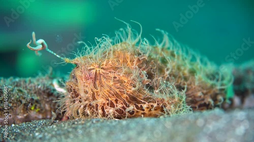 Hairy frogfish (Antennarius striatus) angling photo