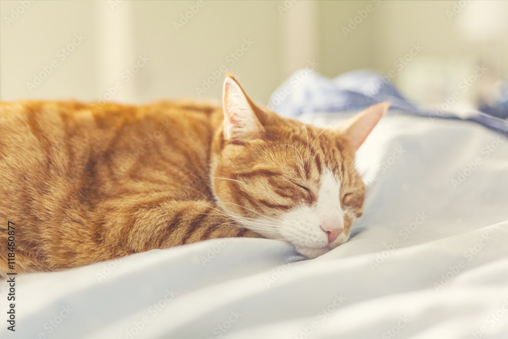 Ginger cat sleeping on bed