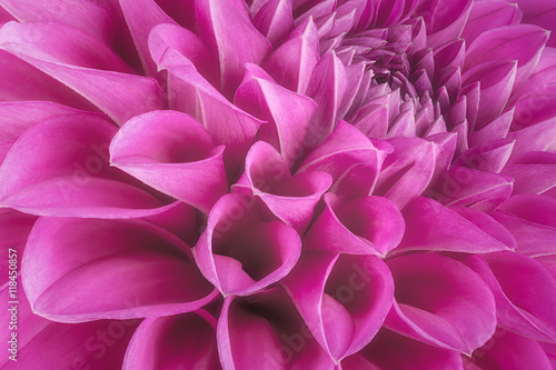 Purple flower petals, close up and macro of chrysanthemum, beautiful abstract background