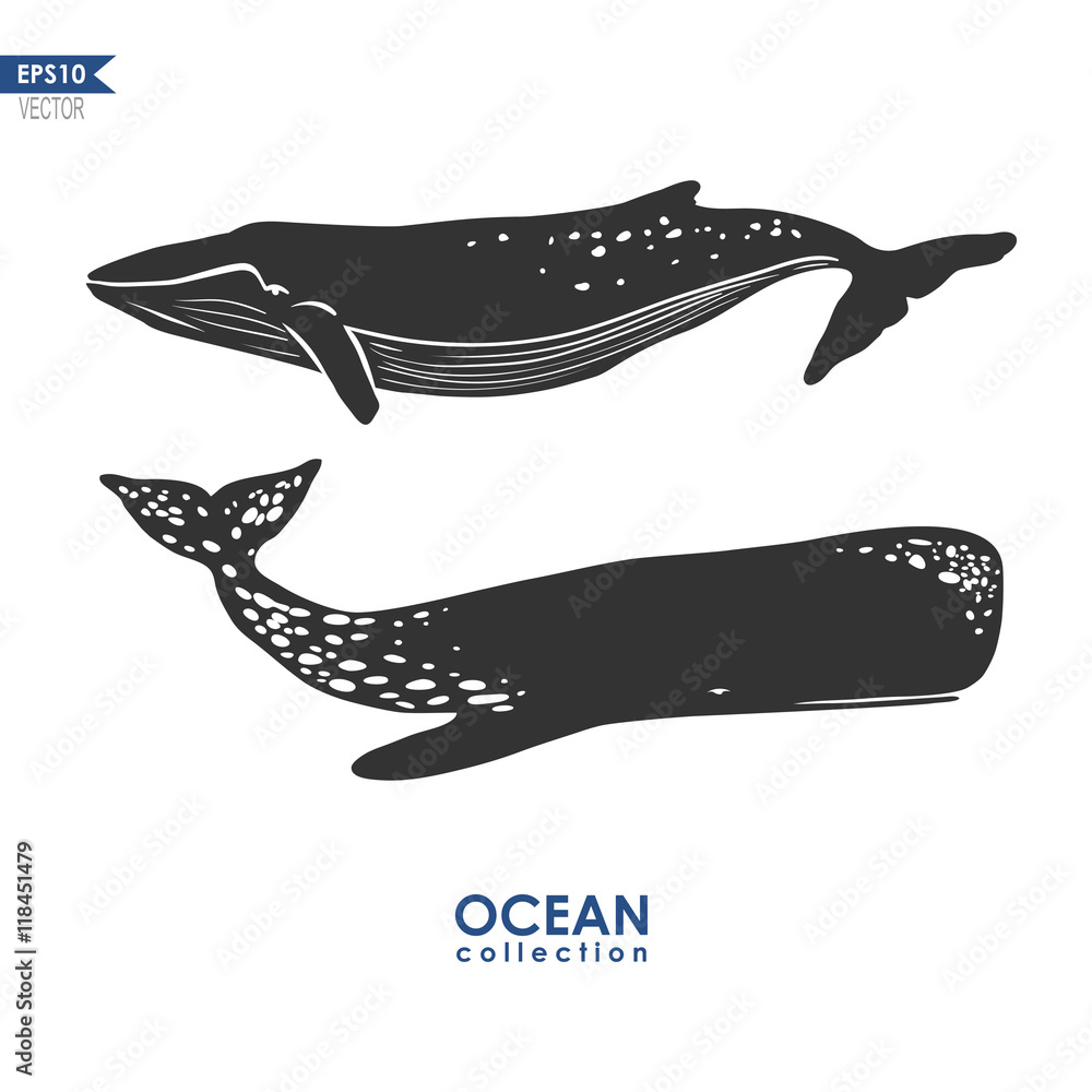 Obraz premium whales isolated on white