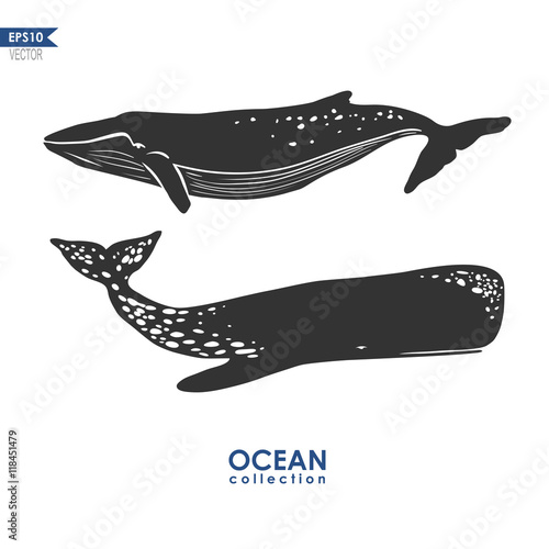 whales isolated on white