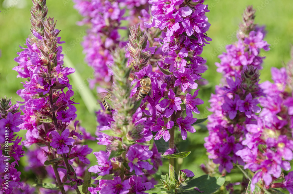 Fototapeta premium bright purple wild flowers and bees