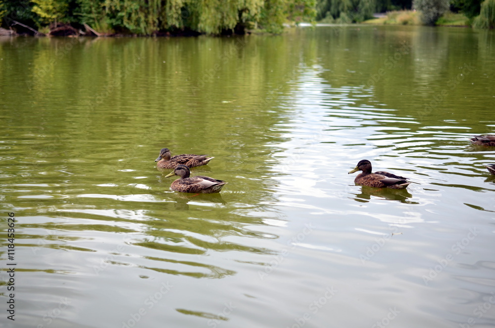 group of wild ducks mallards in lake