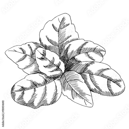 vector graphic drawing of basil leaves