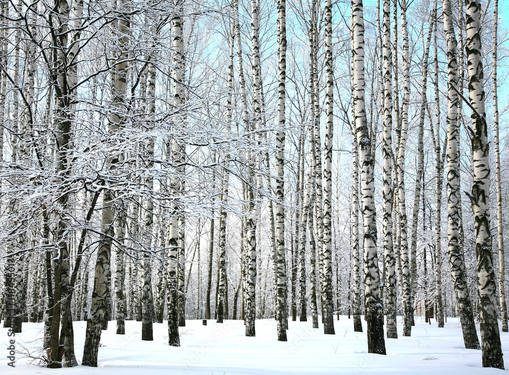 Winter snow covered birch branches on blue sky Winter snow covered birch branches on blue sky