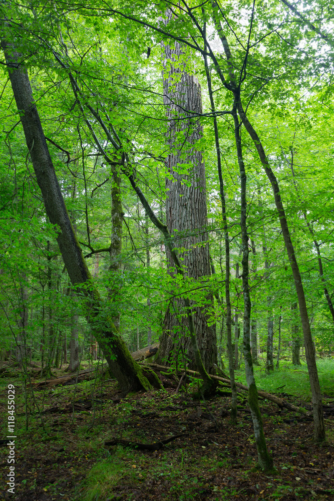 Fototapeta premium Old oak tree in summertime stand