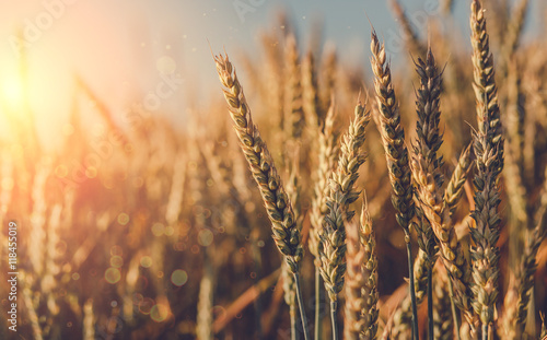 Wheat field. golden ears of wheat or rye on fantastic sky background. retr style. soft light effect