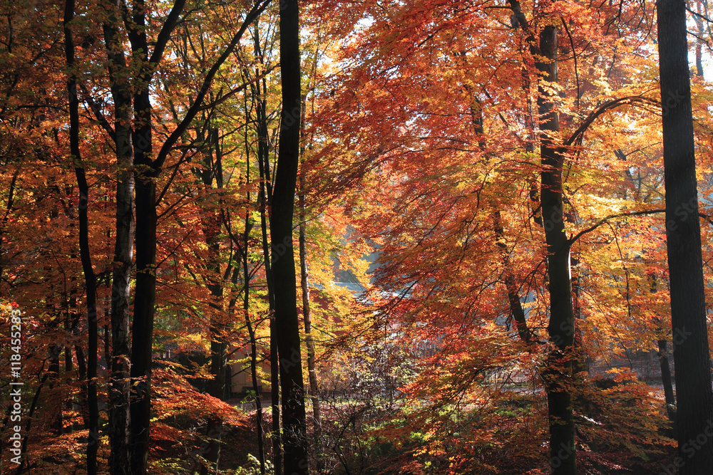 color autumn forest