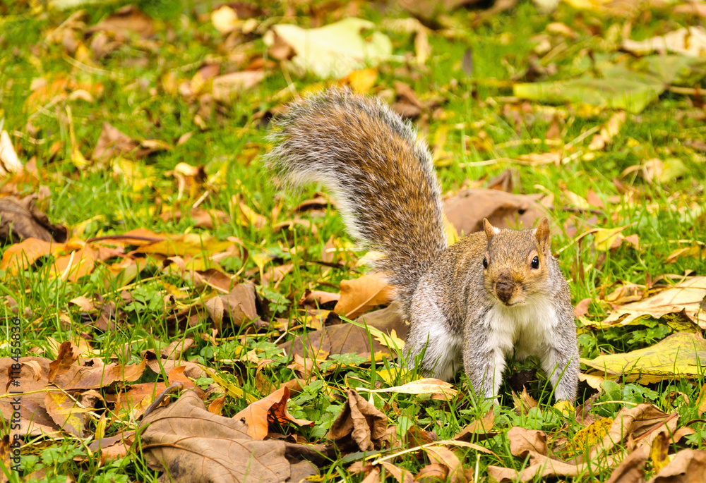 Gray squirrel on a carpet of leaves in autumn/fall. Gray squirrel on a carpet of leaves in autumn/fall.