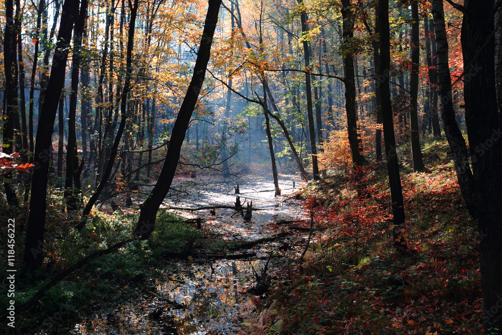 Obraz premium small autumn brooklet