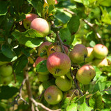 Organic apple tree