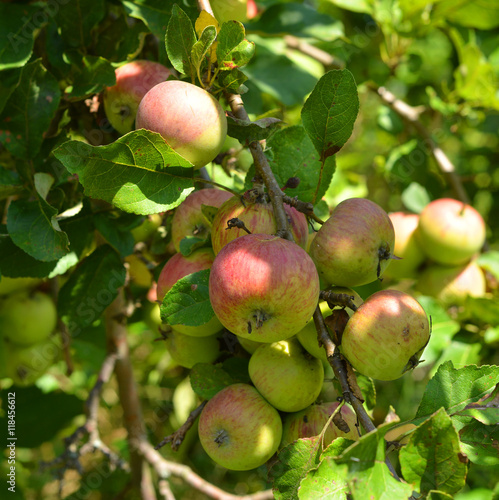 Organic apple tree