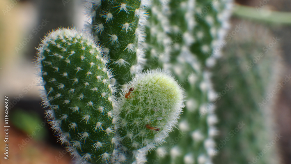 Ant and Little Cactus Ant and Little Cactus