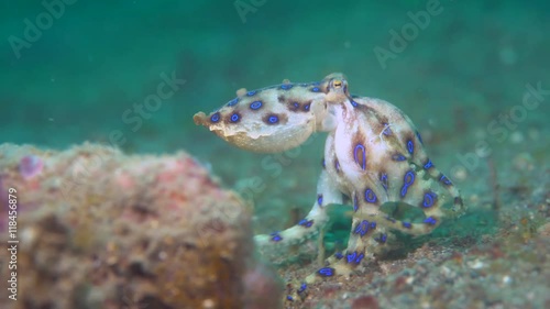 Blue-ringed octopus (Hapalochlaena) with eggs walking over sand