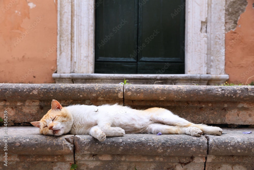 Sleeping cat in Greece - obrazy, fototapety, plakaty 