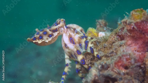 Blue-ringed octopus (Hapalochlaena) with eggs walking over coral