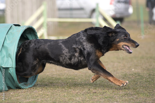 Obraz na płótnie beauceron en agility
