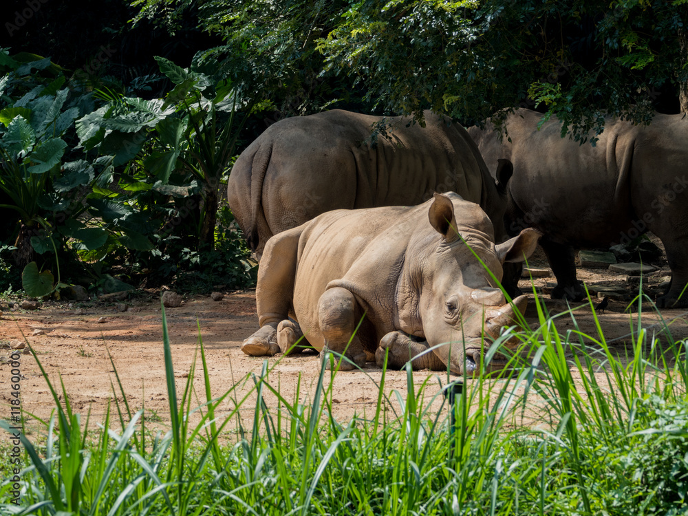 Fototapeta premium Sleeping rhino portrait