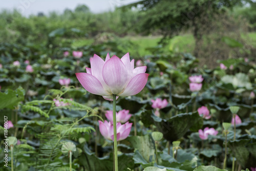 Beautiful pink lotus bloom in the pond .