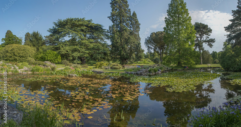 Obraz premium English water lily pond with trees and parkland