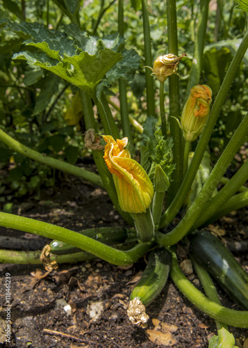 Courgette plant with flowers