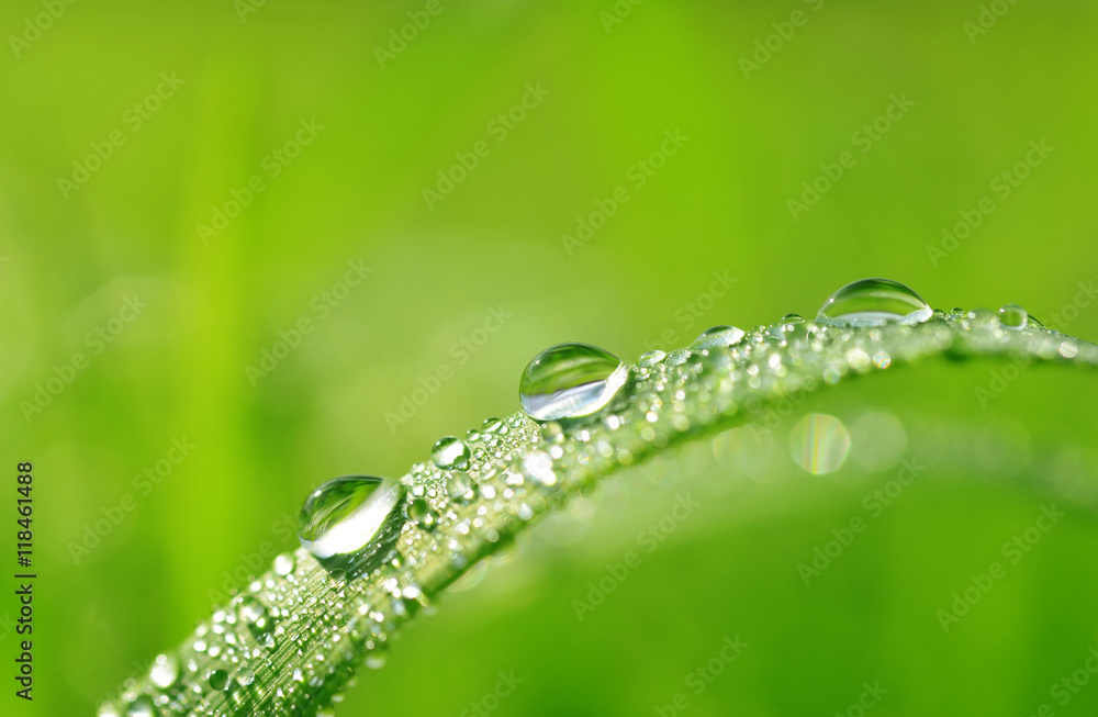 Fresh green grass with water drops closeup. Nature Background Fresh green grass with water drops closeup. Nature Background