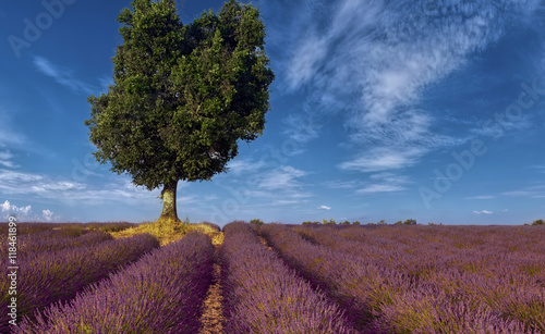 Lavendelfeld Provence Frankreich mit Baum