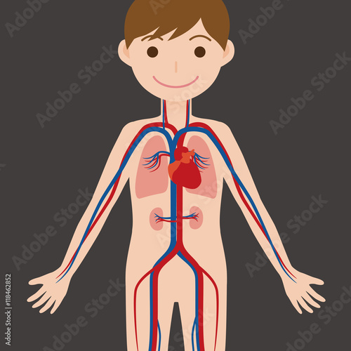 human body and circulatory system, anatomical chart