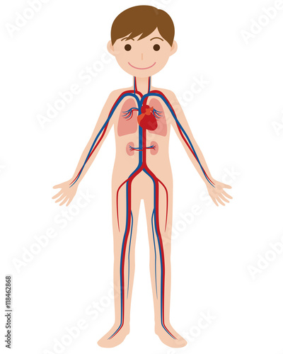human body and circulatory system, anatomical chart