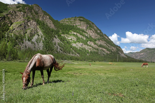 Mount Altai State Natural Biospheric Reserve, Russia.