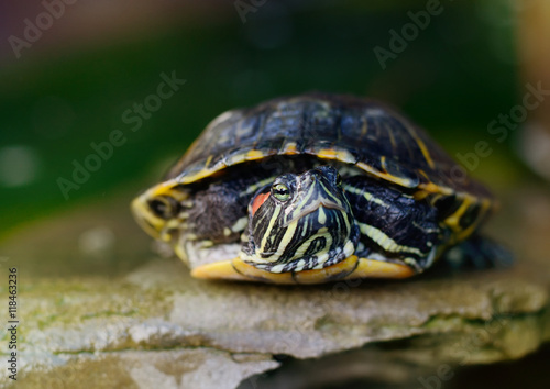 Pond Slider, Red-eared Turtle Close-up