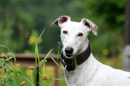 munterer weißer Greyhound mit Grashalm im Fang