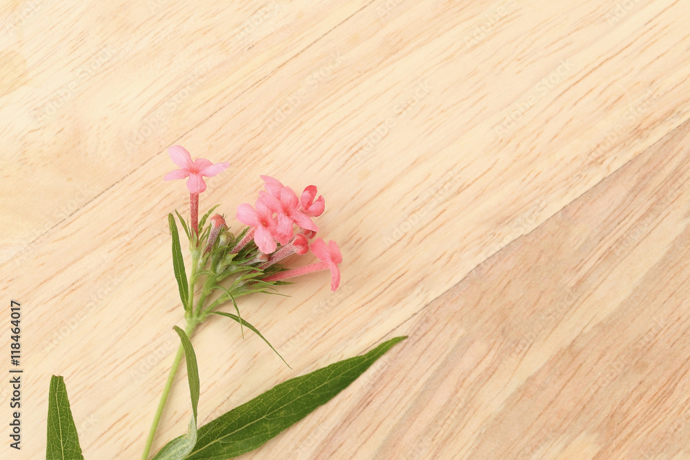 Fragrant Pink Panama Rose on brown wooden cardboard. Flat lay sp Fragrant Pink Panama Rose on brown wooden cardboard. Flat lay sp
