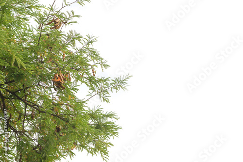 tamarind tree on white sky with copy space