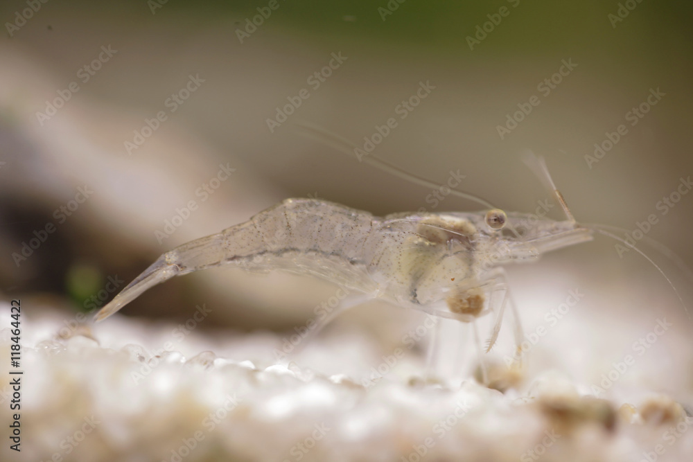 Fototapeta premium krewetka bałtycka na piasku w akwarium