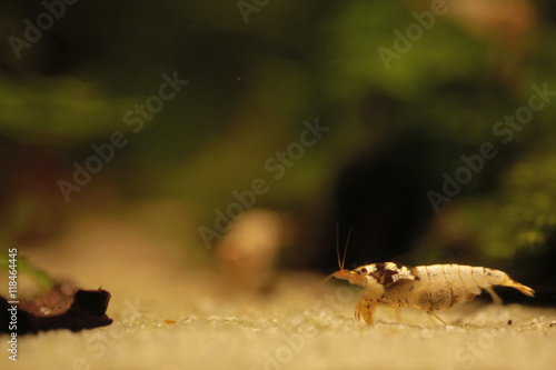krewetka amano z jajami  © agarianna