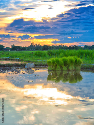 Seedlings of rice paddy fields, beautiful sky, sunset. © chaisiri