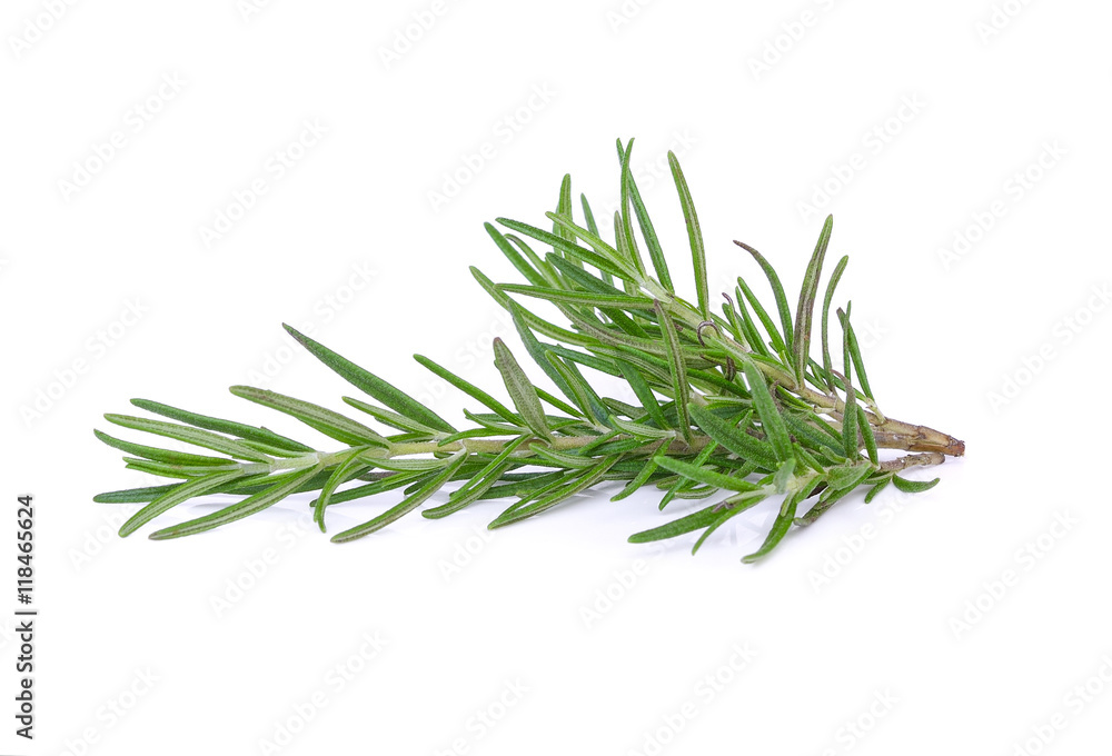 Fototapeta premium rozmaryn na białym tle