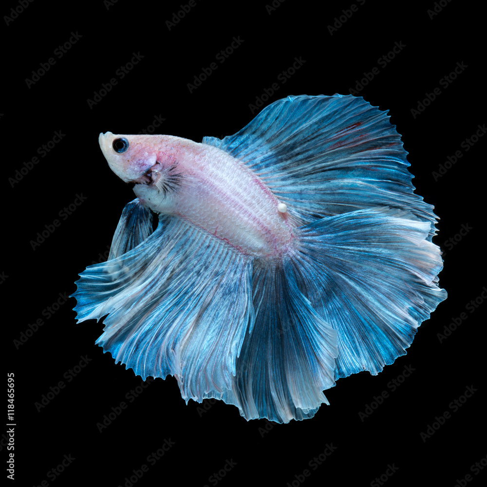 Blue betta fish Stock Photo | Adobe Stock