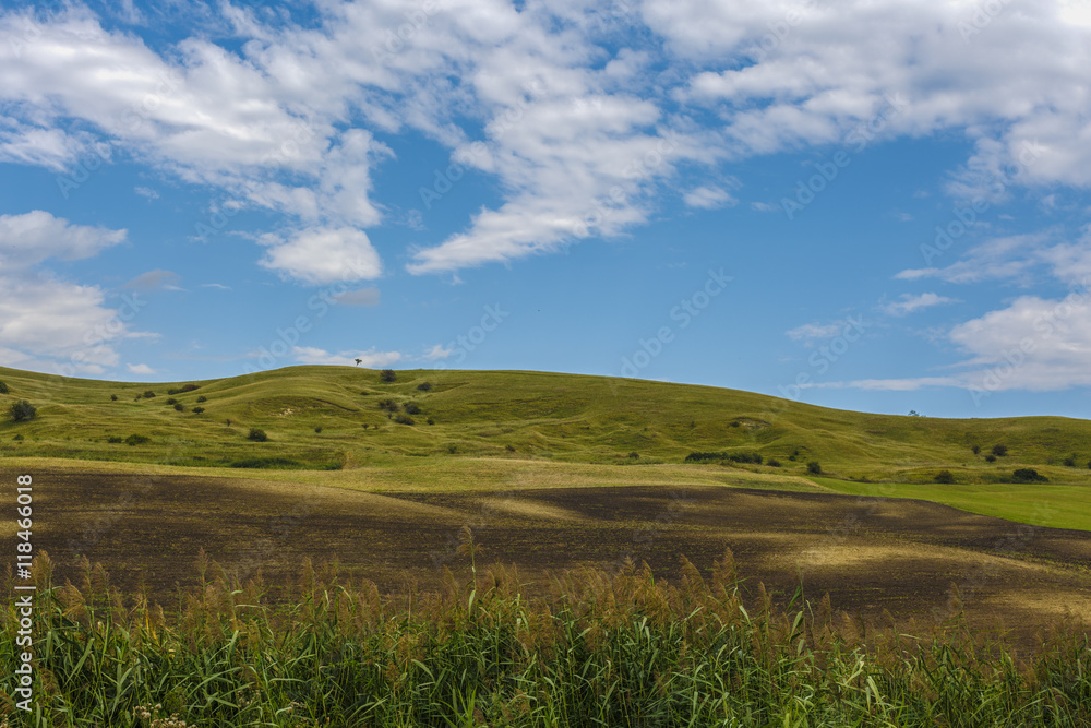 beautiful landscape with grass on a hill