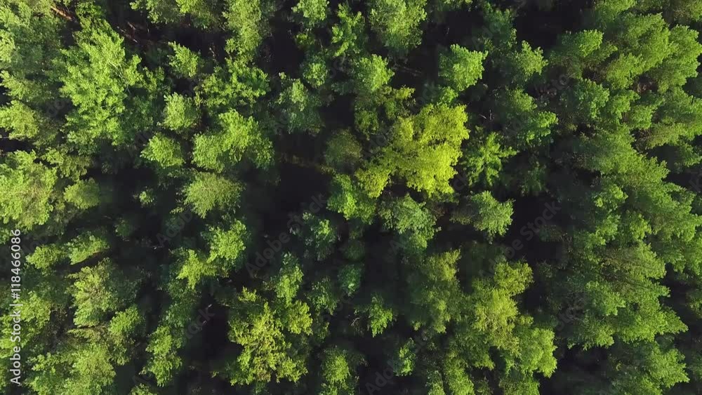Flying over lush green pine and spruce tree tops in the forest. Aerial view