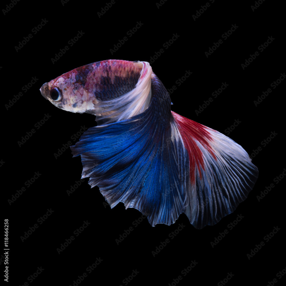 Blue betta fish Blue betta fish