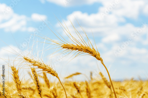 golden harvest on field. soft focus