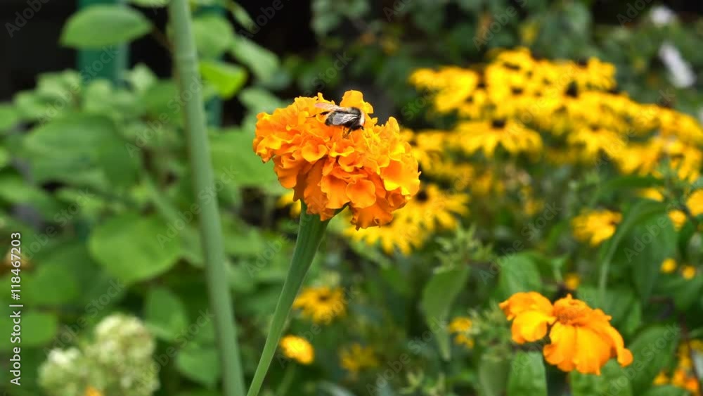 A honey bee (honeybee) is drinking nectar on a flower. UHD - 4K A honey bee (honeybee) is drinking nectar on a flower. UHD - 4K