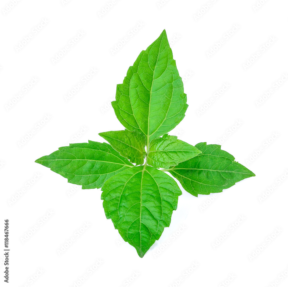 Bitter bush, Siam weed, green leaves on white background Stock Photo