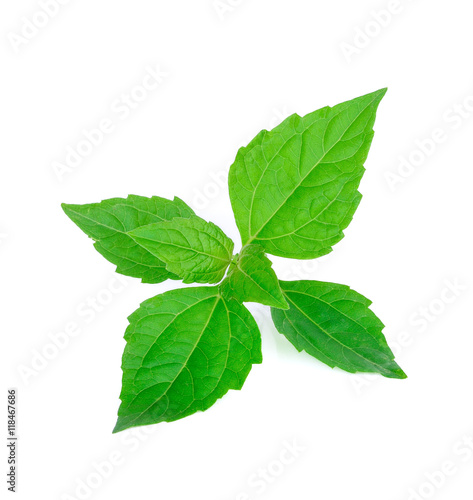 Bitter bush, Siam weed, green leaves on white background