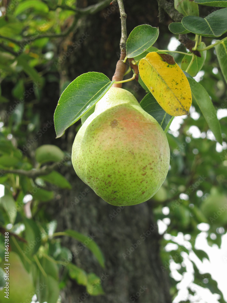Single green pear hanging on the tree . Tuscany, Italy Single green pear hanging on the tree . Tuscany, Italy