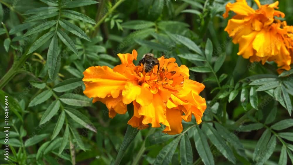 A honey bee (honeybee) is drinking nectar on a flower. UHD - 4K A honey bee (honeybee) is drinking nectar on a flower. UHD - 4K