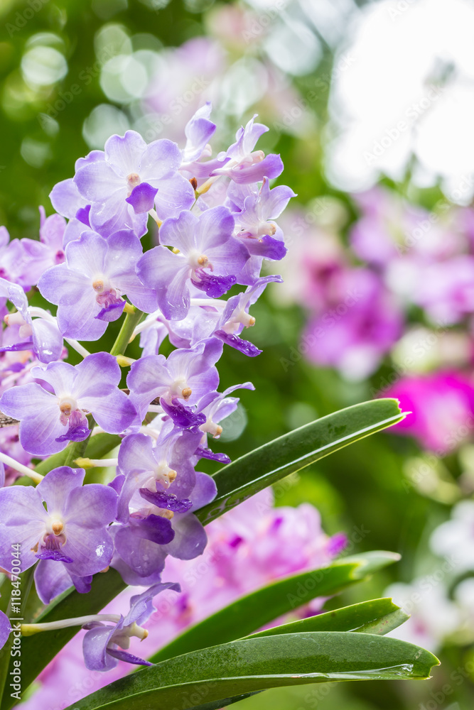 Sweet purple orchids. Sweet purple orchids.