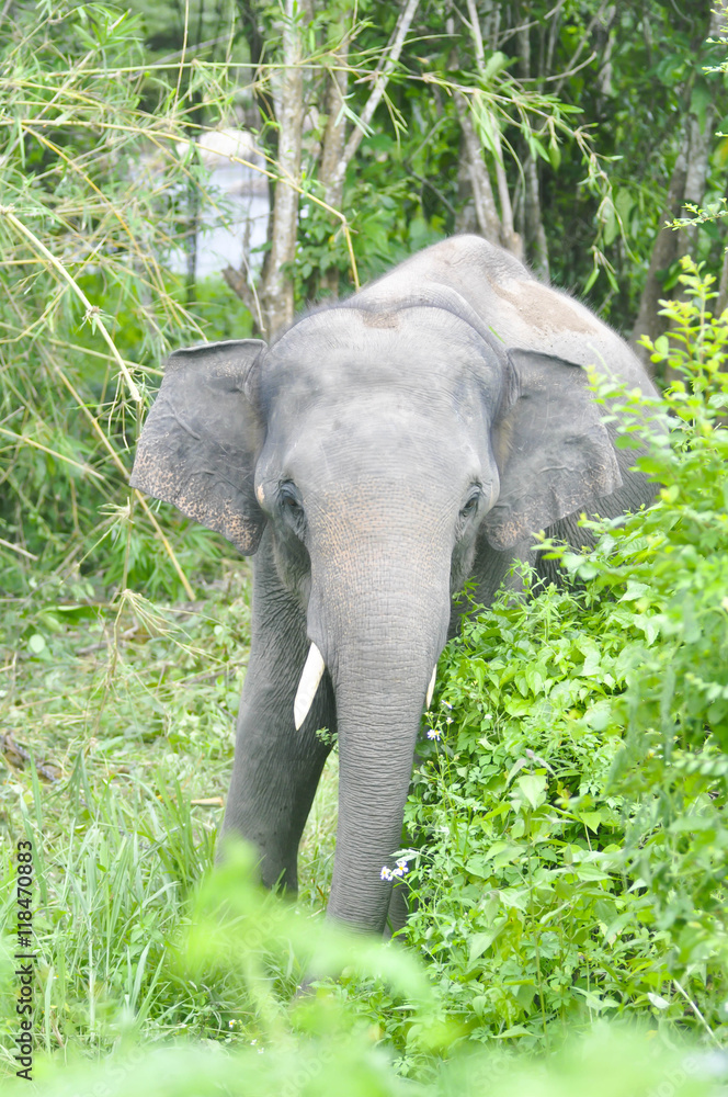 Fototapeta premium elephant in the forest
